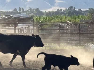 Cow and calf