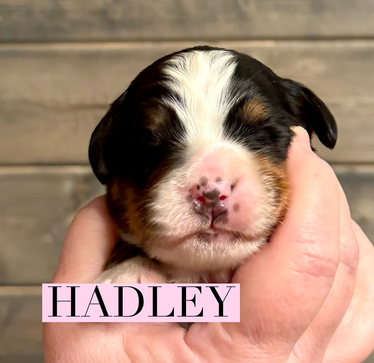 AKC BERNESE MOUNTAIN DOG PUPPY