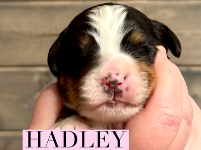 AKC BERNESE MOUNTAIN DOG PUPPY