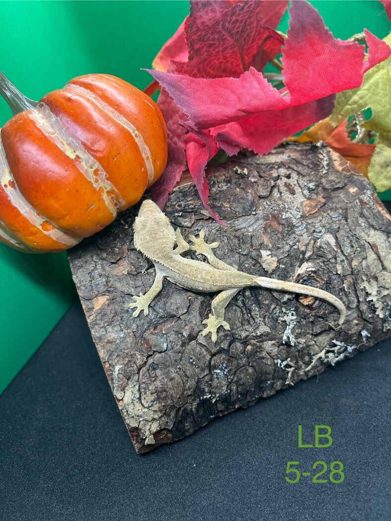 Baby Cresties With Everything