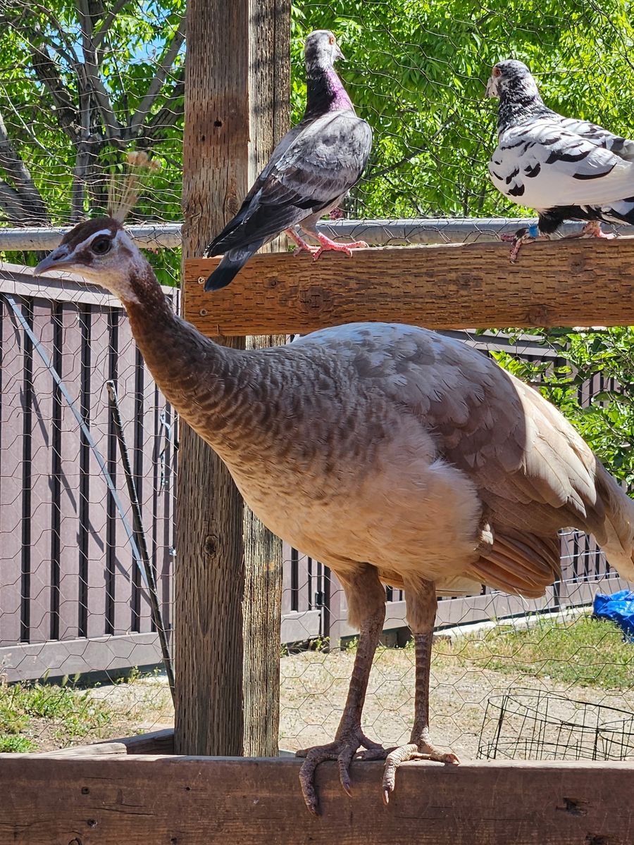 Persian Peacocks and Peahens