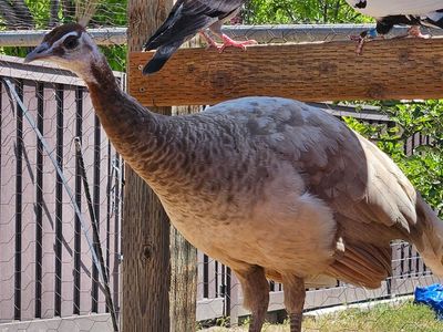 Persian Peacocks and Peahens