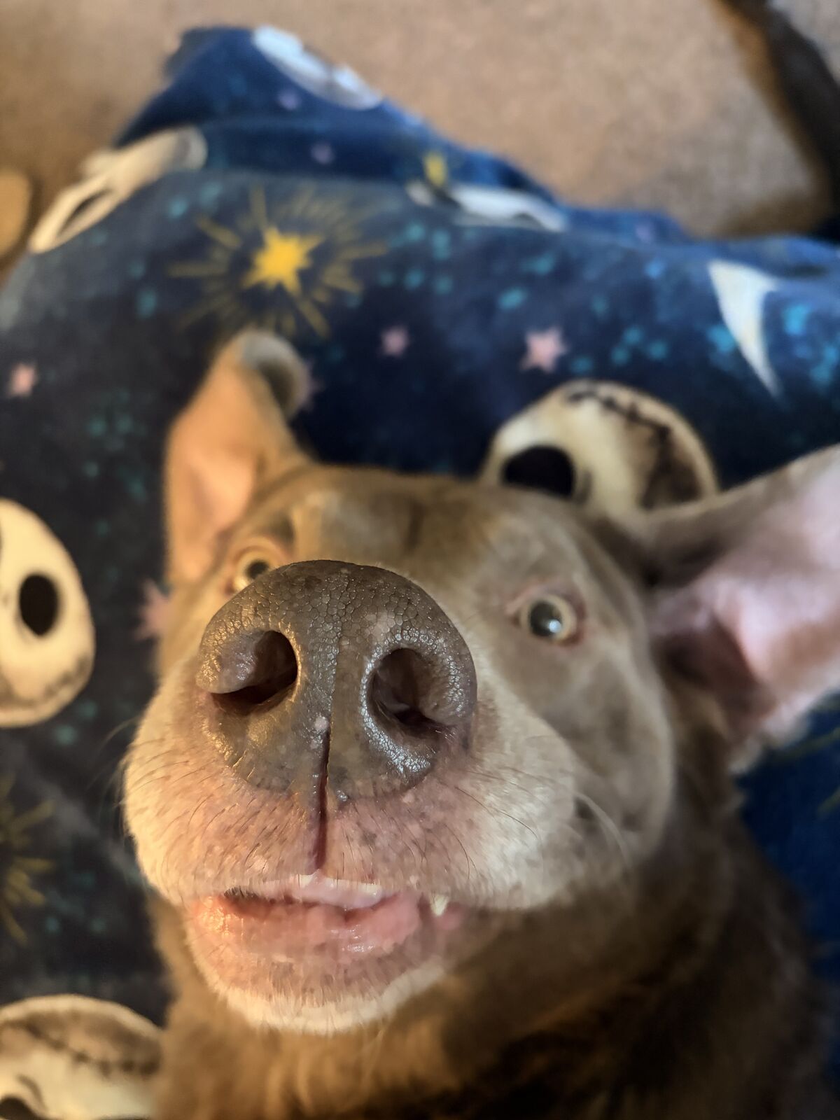 2 free dogs in DESPERATE need of homes