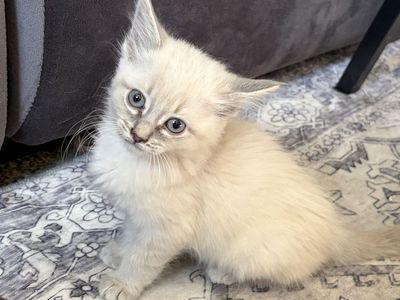 Adorable lilac point kittens