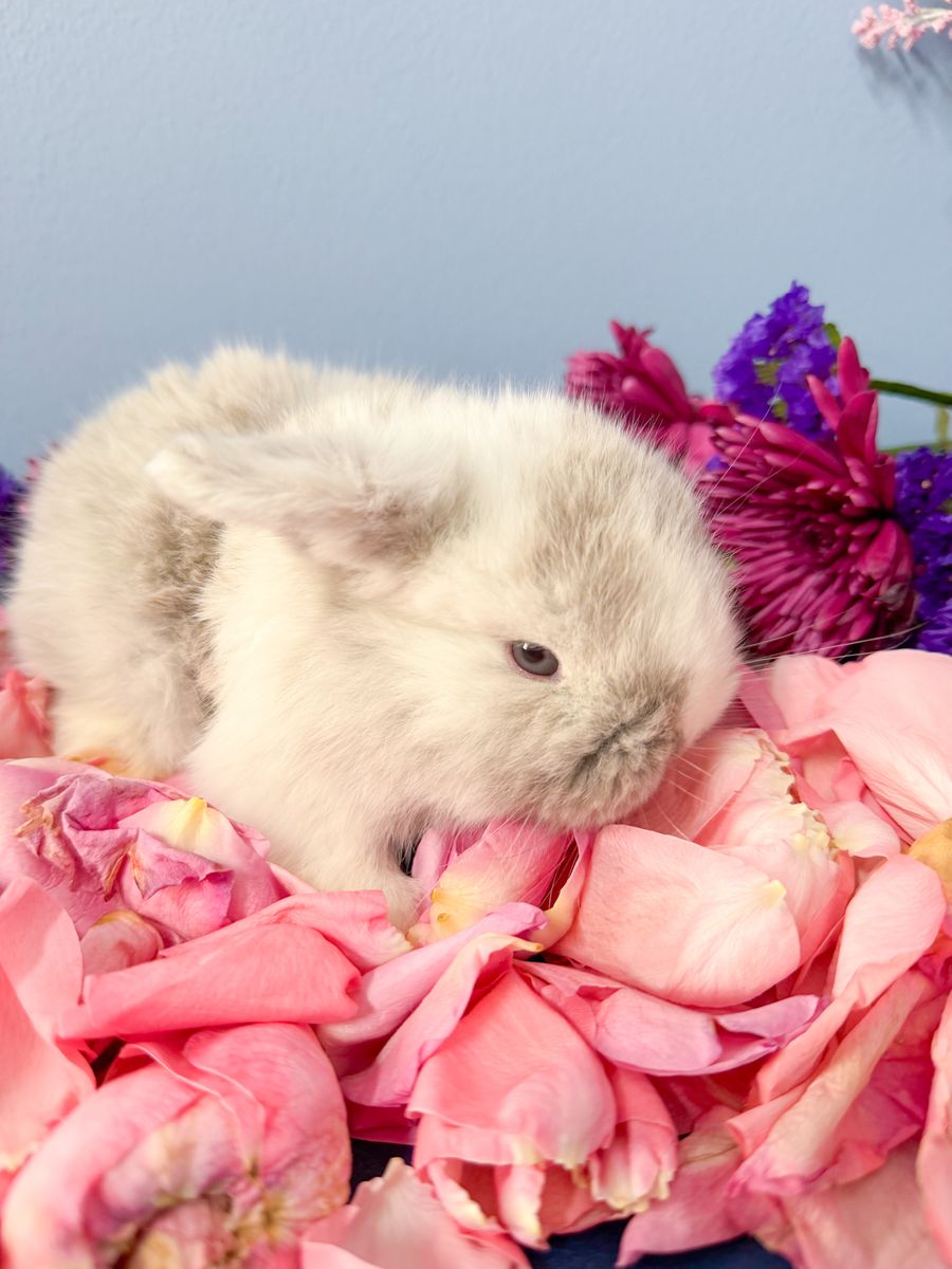 Easter Baby Bunny! Holland Lop Doe! So Friendly!