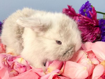 Easter Baby Bunny! Holland Lop Doe! So Friendly!