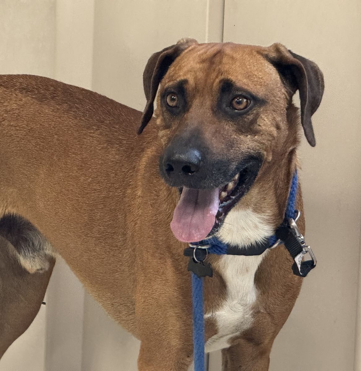 A164273 Woody, Available for Adoption