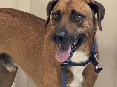 A164273 Woody, Available for Adoption