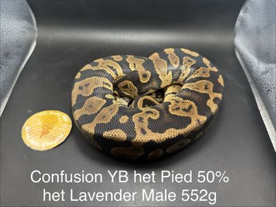 Confusion YB het Pied pos het Lavender Male