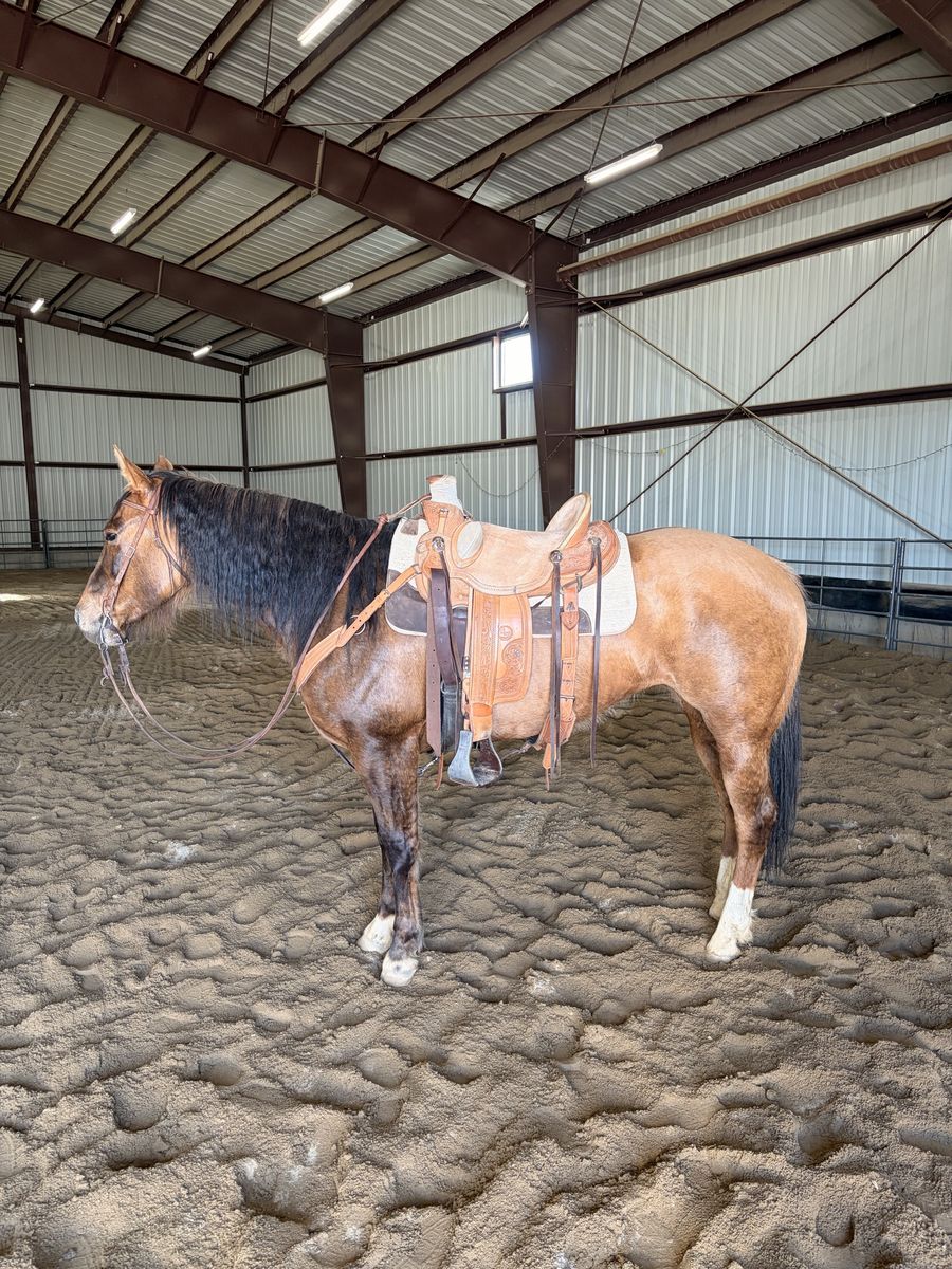 8yr Old Beautiful Mare