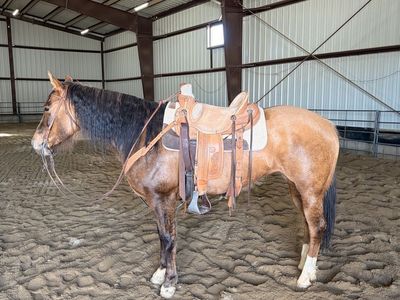 8yr Old Beautiful Mare