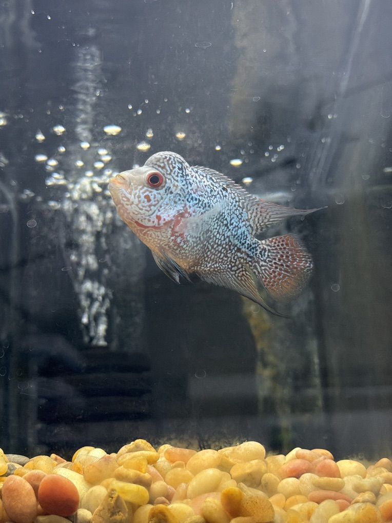 Flowerhorn