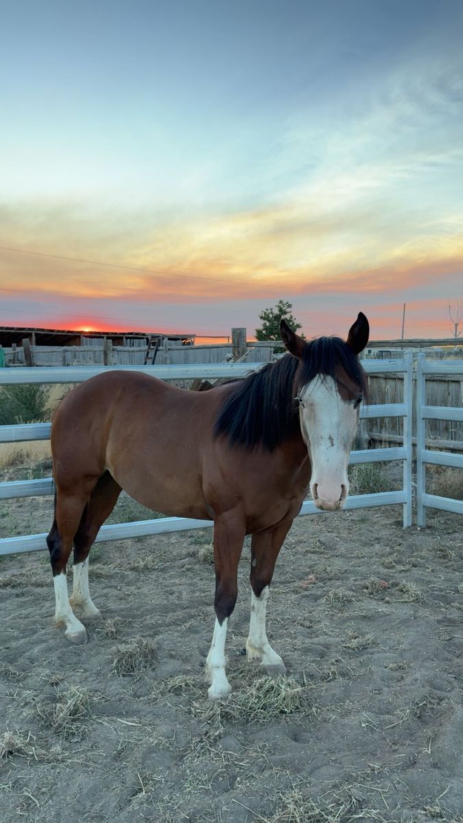 Coming 3 Year Old Started AQHA Mare