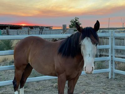 Coming 3 Year Old Started AQHA Mare