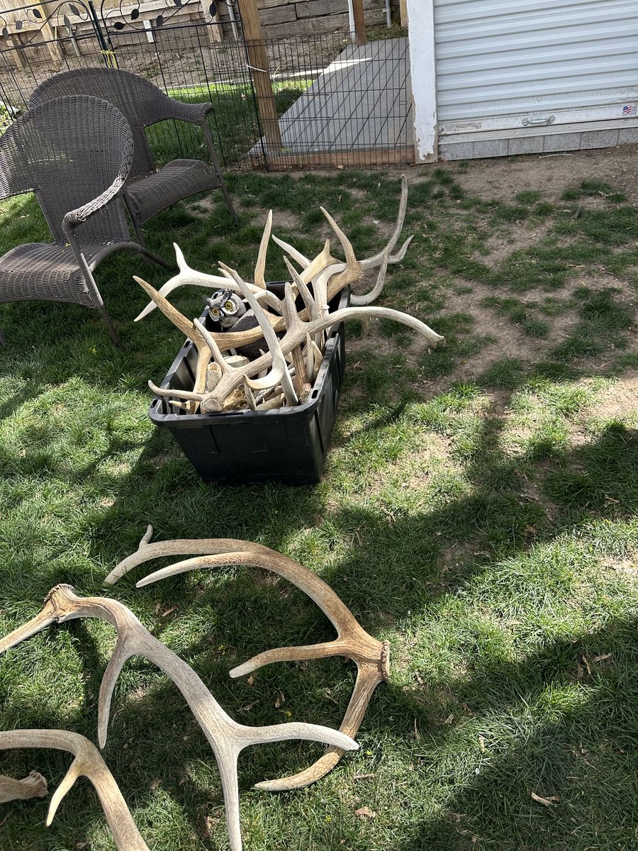 Elk antlers