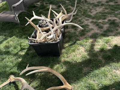 Elk antlers