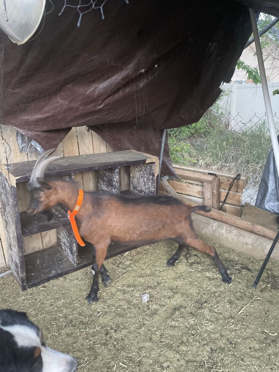 Oberhasli goat
