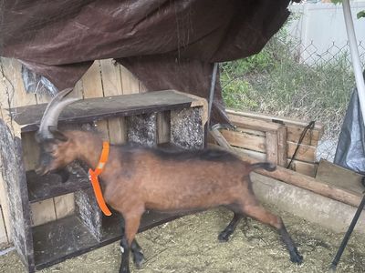 Oberhasli goat