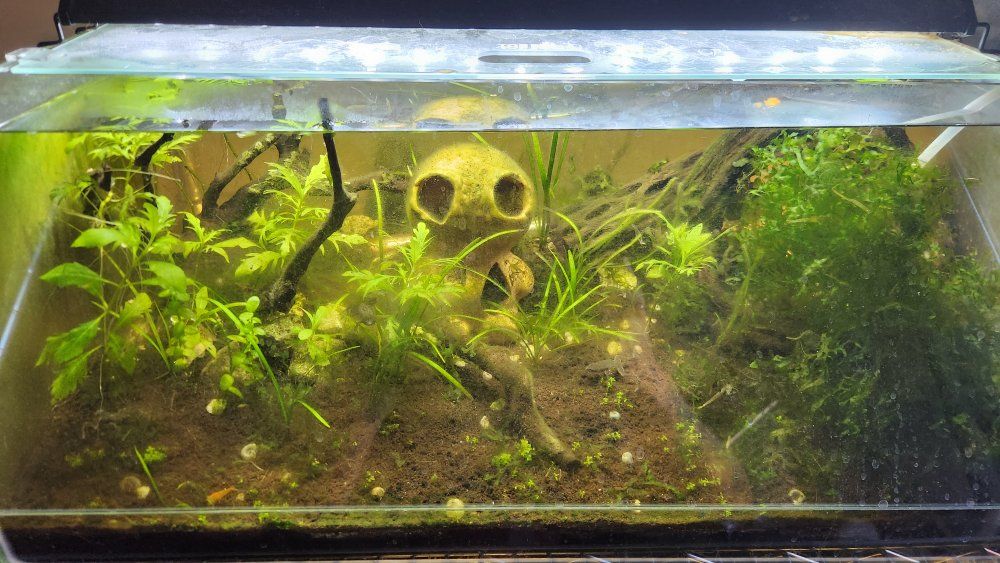 10 gallon shrimp tank