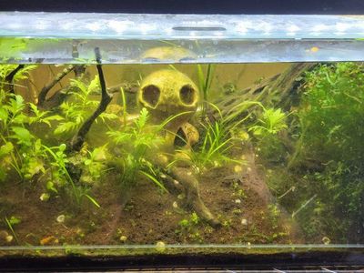 10 gallon shrimp tank