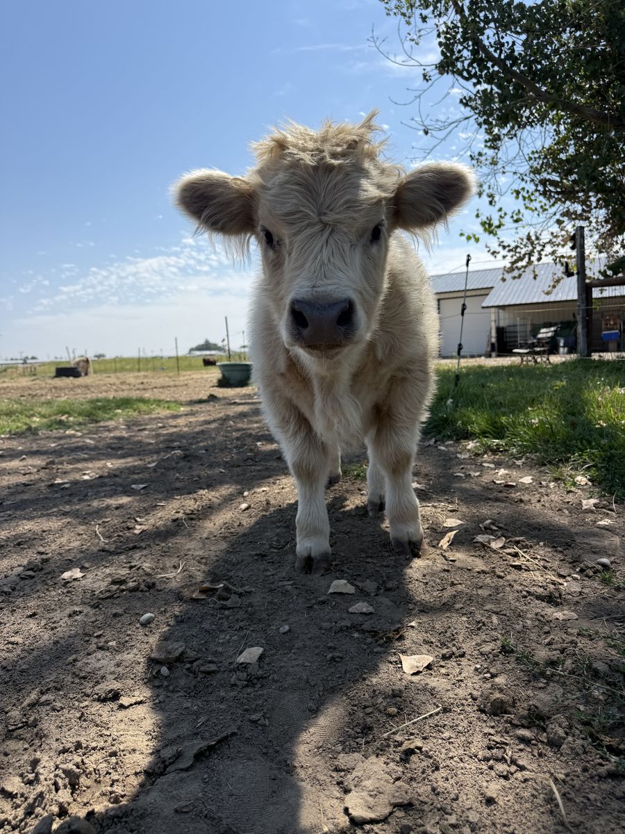 Mini Scottish Highland Heifer