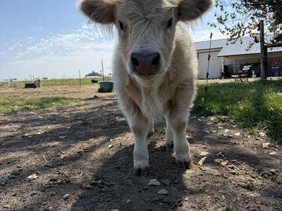 Mini Scottish Highland Heifer