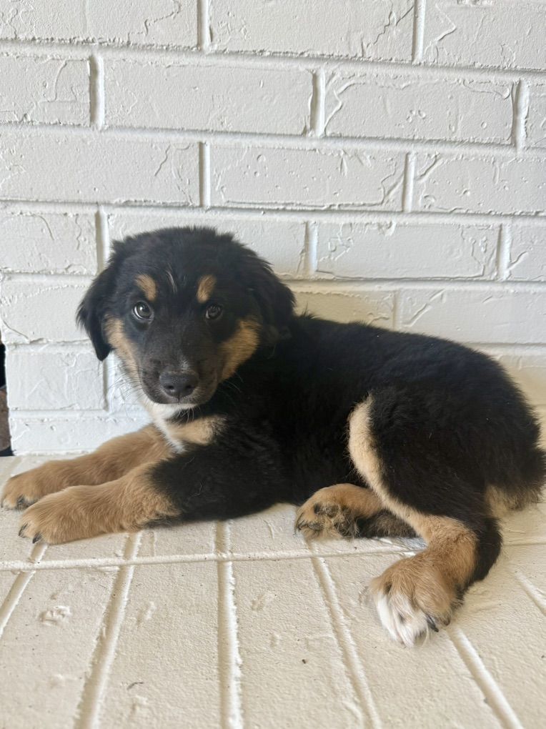 ASDR Mini Australian Shepherd Aussie Puppies