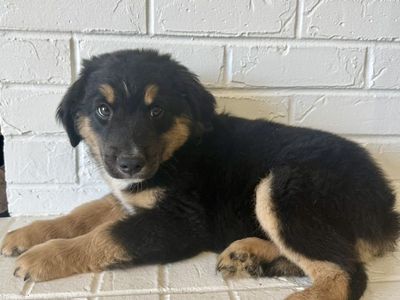 ASDR Mini Australian Shepherd Aussie Puppies