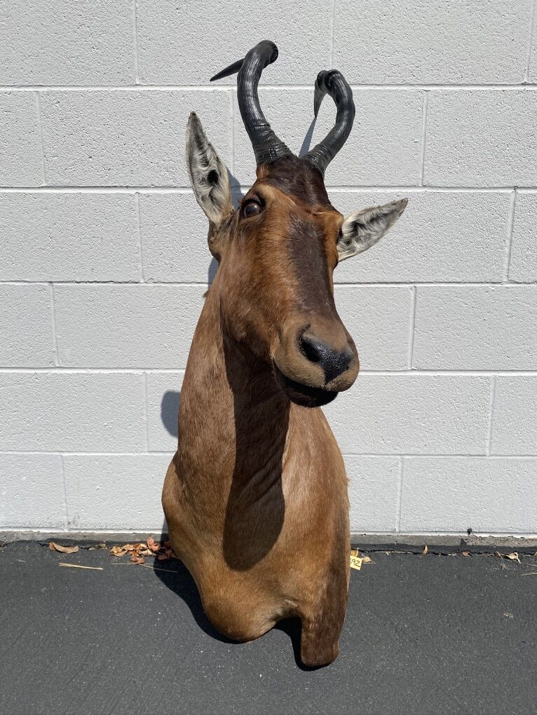 African Red Hartebeest Taxidermy Shoulder Mount