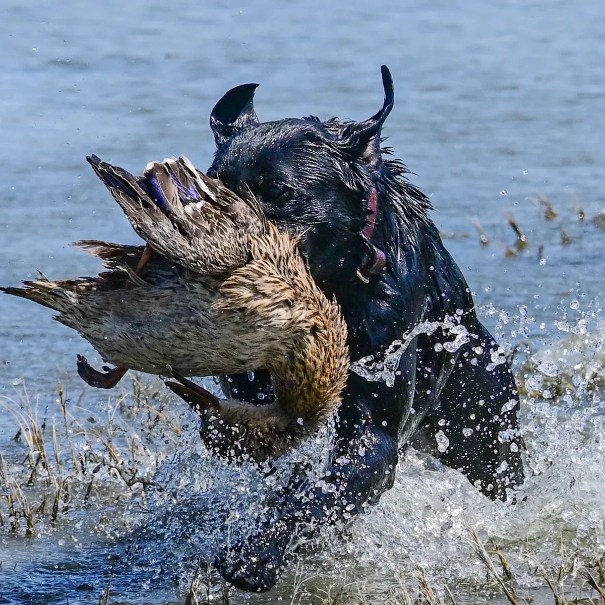 AKC Master Hunter Titled Lab Stud