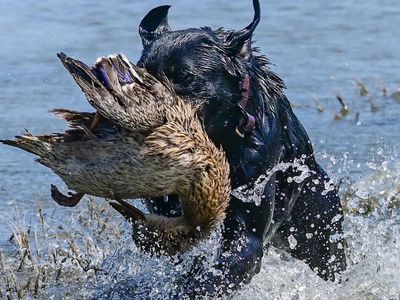 AKC Master Hunter Titled Lab Stud