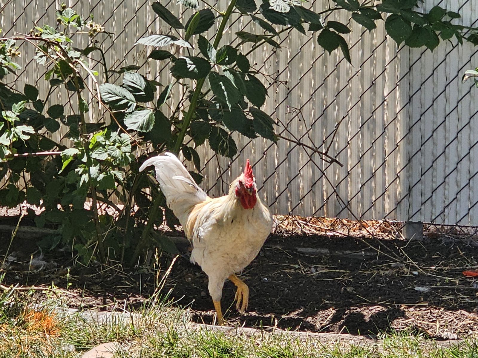 Free Roosters
