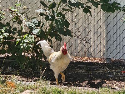 Free Roosters