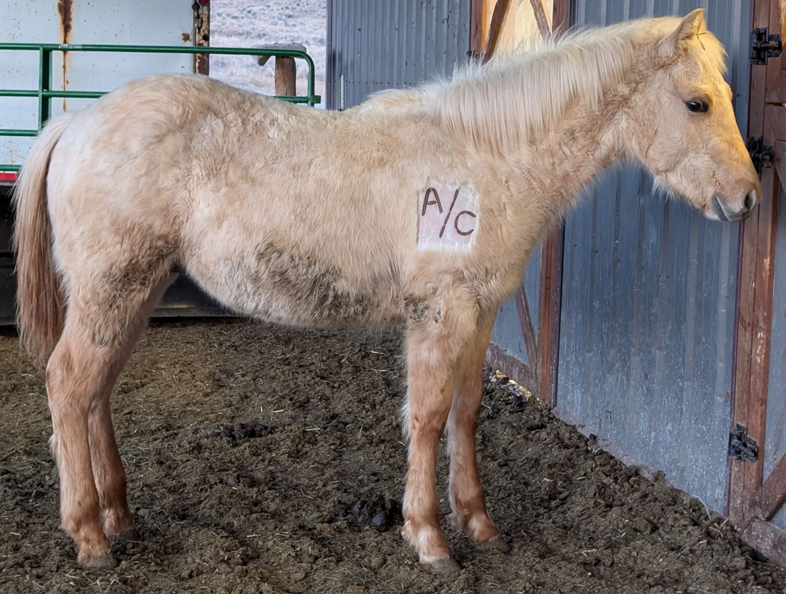 2025 Palomino Dun Roan AQHA yearling gelding