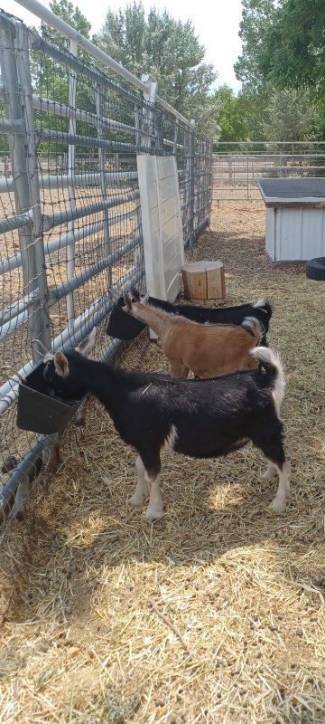 ADGA Nigerian Dwarf blue eyed buckling