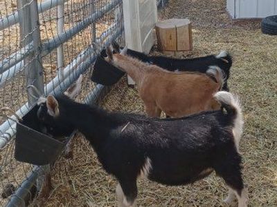 ADGA Nigerian Dwarf blue eyed buckling