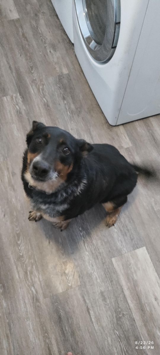 Free dog, Collie Heeler mix