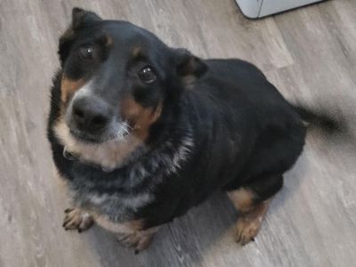 Free dog, Collie Heeler mix