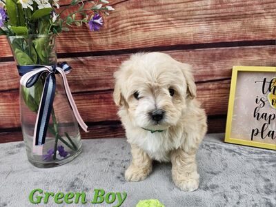 Maltipoo Puppies READY TO GO HOME