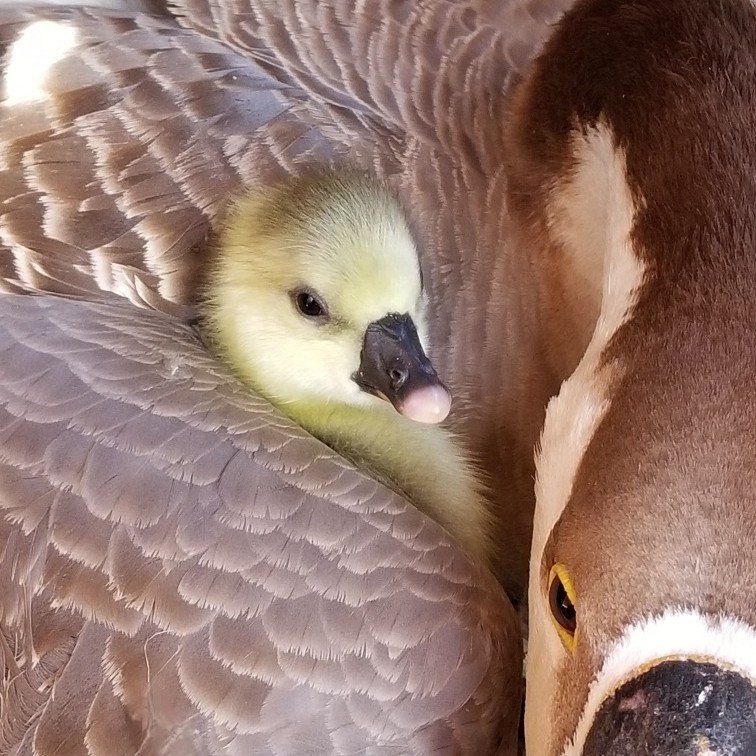 GOSLINGS FOR SALE