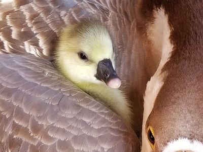 GOSLINGS FOR SALE