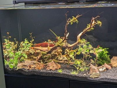 planted waterbox aio 50.3 tank with stand