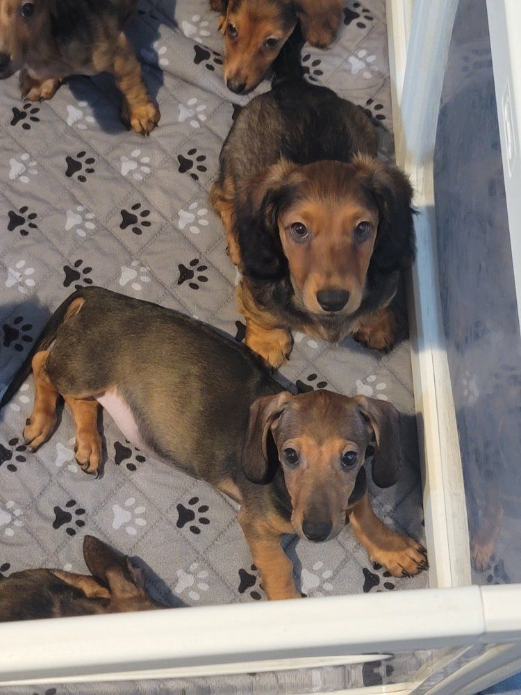Dachshund Puppies