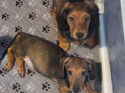 Dachshund Puppies