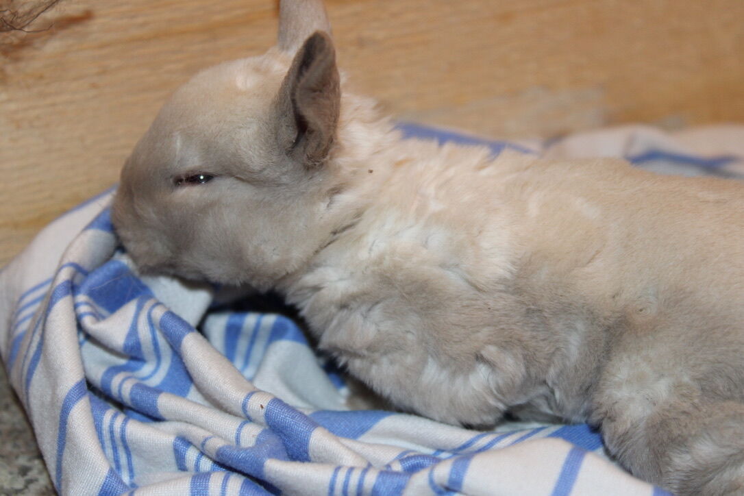 Reserve Your Easter Bunny! Meet Pearl...