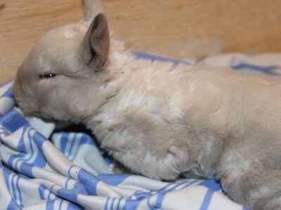 Reserve Your Easter Bunny! Meet Pearl...