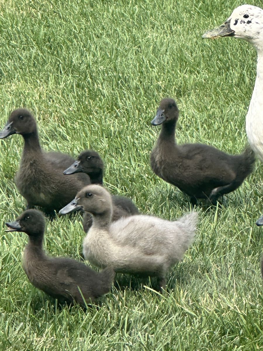 Domestic ducklings – Cayuga, Ancona and Blue Swedish runner – FREE - ready for a new home