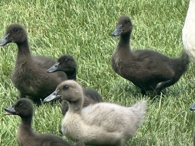 Domestic ducklings – Cayuga, Ancona and Blue Swedish runner – FREE - ready for a new home