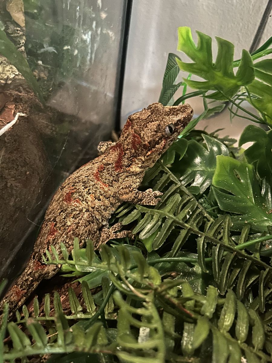 gargoyle Gecko For Sale