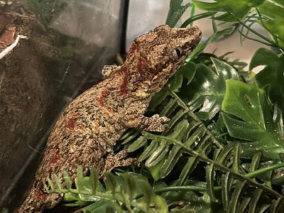 gargoyle Gecko For Sale